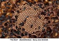 Category 6 Under 18's Wildlife on the Downs